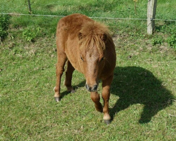 Pferd Mick ( Michel von Bredetoft) (Shetland Pony (unter 87 cm), 2019, von Moonlight Boy)