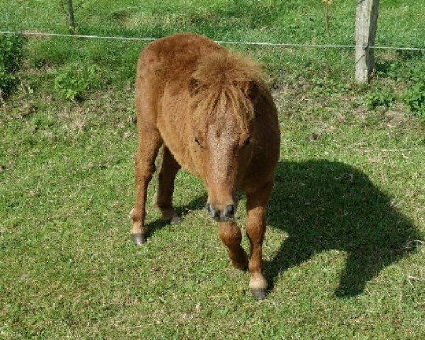 horse Mick ( Michel von Bredetoft) (Shetland pony (under 87 cm), 2019, from Moonlight Boy)