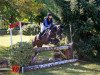 jumper Catarino (Lusitano, 2007, from Importante)