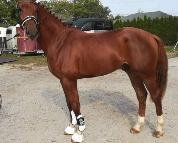 dressage horse Hengst von Destano / Fidermark (Hanoverian, 2017, from Destano)