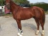 dressage horse Hengst von Destano / Fidermark (Hanoverian, 2017, from Destano)