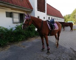 broodmare Doolittle Lady 2 (Hanoverian, 2001, from De Niro)