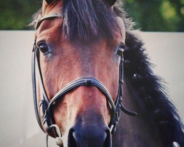 broodmare Dampera (Holsteiner, 2011, from Ampère)