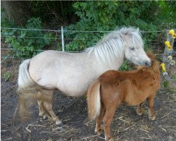 broodmare Nymeria vom Elbdeich (Shetland pony (under 87 cm),  , from Bobby v. Horst)