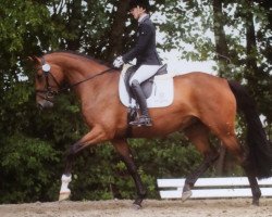 dressage horse Henrieke 3 (Holsteiner, 2015, from Rock Forever NRW)