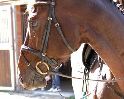 Springpferd Geronimo 726 (KWPN (Niederländisches Warmblut), 2011, von Spartacus TN)