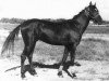 stallion Karasuchum (Akhal-Teke, 1978, from Gindukush)