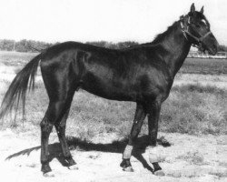 stallion Karasuchum (Akhal-Teke, 1978, from Gindukush)