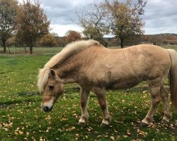 broodmare Irana (Fjord Horse, 1995, from Ironimus)