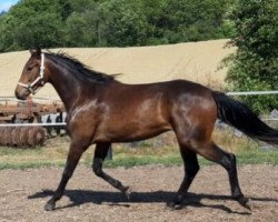 dressage horse Friend of Mine (Oldenburg, 2017, from Fred Feuerstein)