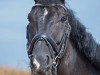 horse Merlin (Hanoverian, 2007, from Matchos As)