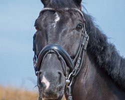 horse Merlin (Hanoverian, 2007, from Matchos As)