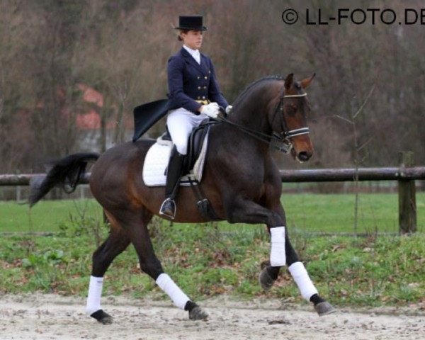stallion Bravissimo (Westphalian, 2004, from Belissimo NRW)