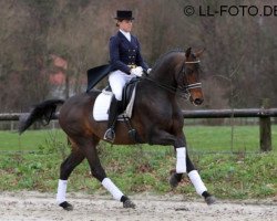 stallion Bravissimo (Westphalian, 2004, from Belissimo NRW)