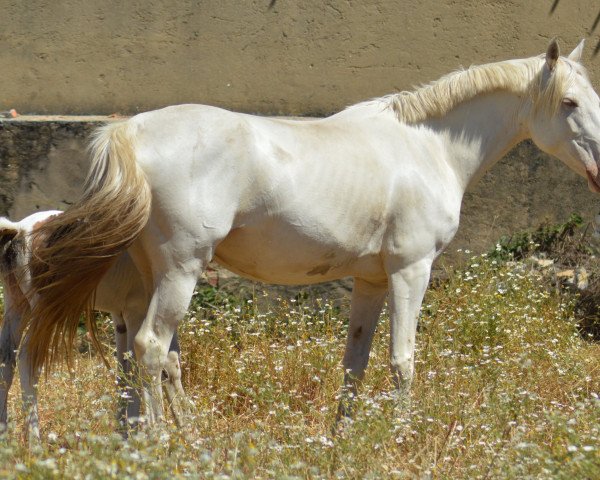 horse Jamaica (Lusitano, 2014)
