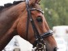 dressage horse Armani 294 (Hanoverian, 2011, from Alabaster)