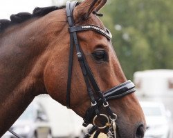 dressage horse Armani 294 (Hanoverian, 2011, from Alabaster)