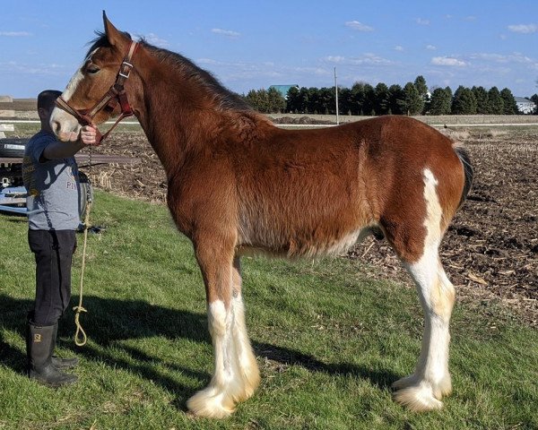 horse KDJ's Karl (Clydesdale, 2019, from Toll-Gate Kavalier)