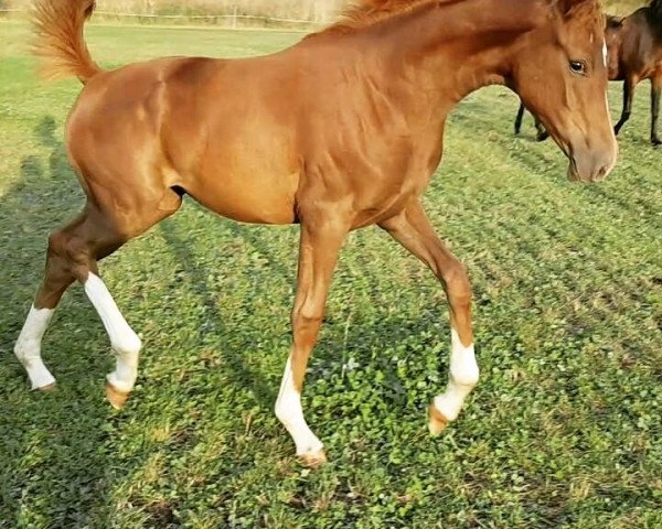 dressage horse De coulorfull Dream (German Sport Horse, 2016, from Dankeschön)
