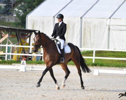 broodmare Szikra (Hungarian Warmblood, 2013, from Falkland)