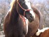 broodmare Nikkidys Baby Blue (Paint Horse, 1999, from Nikkidy Skip)