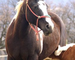 broodmare Nikkidys Baby Blue (Paint Horse, 1999, from Nikkidy Skip)