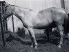 broodmare Squaw Spots (Paint Horse, 1960, from Clarr xx)