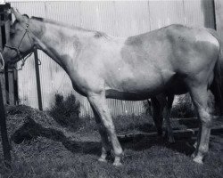 broodmare Squaw Spots (Paint Horse, 1960, from Clarr xx)