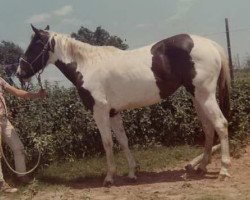 broodmare No Tune (Paint Horse, 1965, from Music Maker)