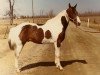 stallion Power Chick (Paint Horse, 1971, from Cachickaboy)