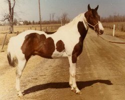 Deckhengst Power Chick (Paint Horse, 1971, von Cachickaboy)