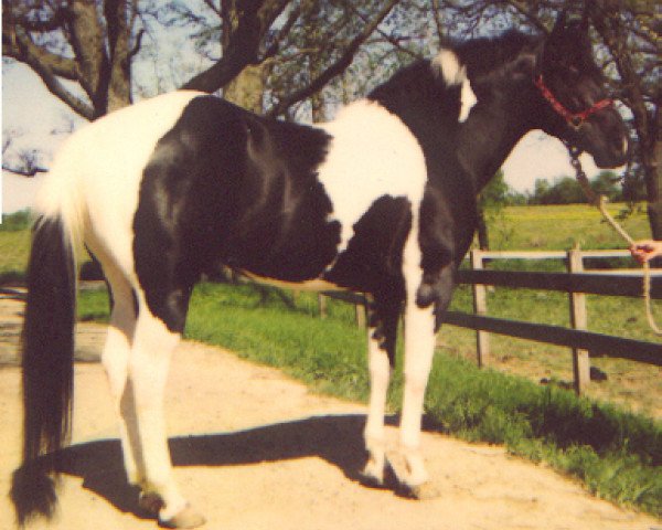 Deckhengst Ima Poppin Rascal (Paint Horse, 1982, von Cute Bars Rascal)