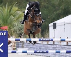 jumper Quickborn 8 (Oldenburg show jumper, 2011, from Quintender 2)