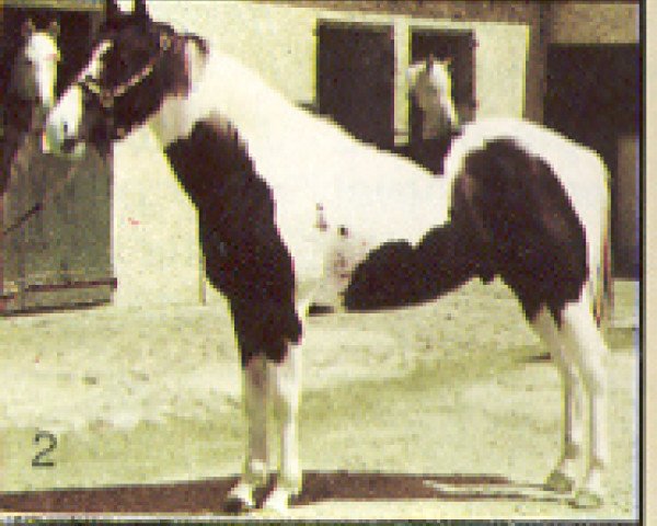 Deckhengst Magic Rascal (Paint Horse, 1986, von Ima Poppin Rascal)