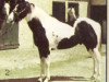Deckhengst Magic Rascal (Paint Horse, 1986, von Ima Poppin Rascal)