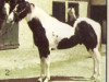 stallion Magic Rascal (Paint Horse, 1986, from Ima Poppin Rascal)