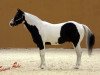 stallion Texas Rascal (Paint Horse, 1998, from Magic Rascal)