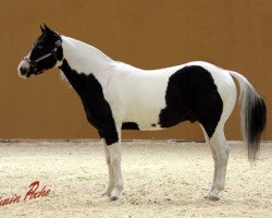 stallion Texas Rascal (Paint Horse, 1998, from Magic Rascal)