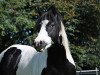 stallion Jessy Texas Bingo (Paint Horse, 2007, from Texas Rascal)