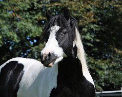 stallion Jessy Texas Bingo (Paint Horse, 2007, from Texas Rascal)