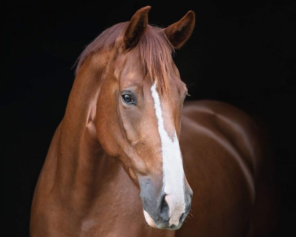 Springpferd Cor de la Moonshine (Österreichisches Warmblut, 2010, von Nec Plus Ultra de Septon)