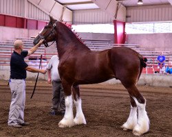 Pferd BSB Pixies Phillip (Clydesdale, 2013, von Tablerock's Cracker Jack)