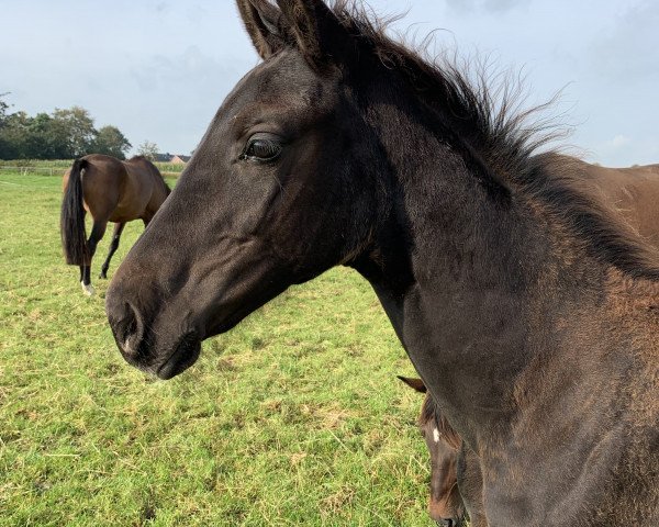 dressage horse Royal Rain (Oldenburg, 2019, from Rubin Royal OLD)