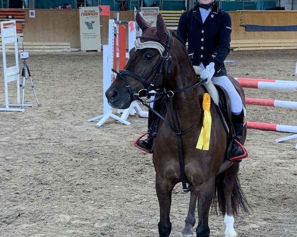 dressage horse Tigrou du Libaire (French Pony, 2007, from Olywood de Blonde)