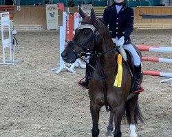 Dressurpferd Tigrou du Libaire (Französisches Pony, 2007, von Olywood de Blonde)