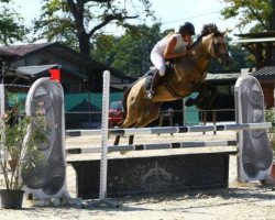 jumper Orchid's Snowcrest (Arab half breed / Partbred, 2008, from Krimh ox)