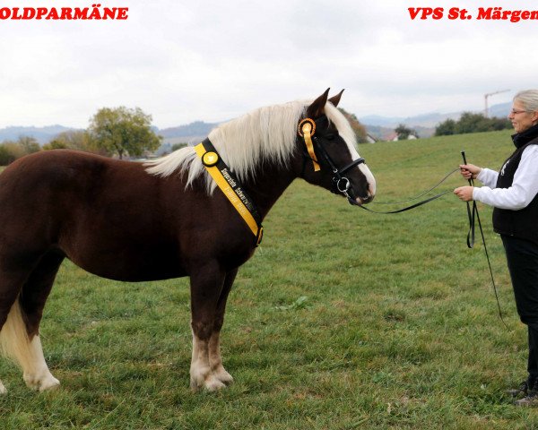 broodmare Feine Violetta (Black Forest Horse, 2015, from Vogtsberg)