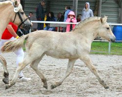 horse Jella Fjellhorn (Fjord Horse, 2021, from Dilian)