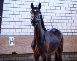 jumper Calido's Blue (Oldenburg show jumper, 2017, from Chacoon Blue)