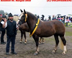 broodmare Feine Violetta (Black Forest Horse, 2015, from Vogtsberg)